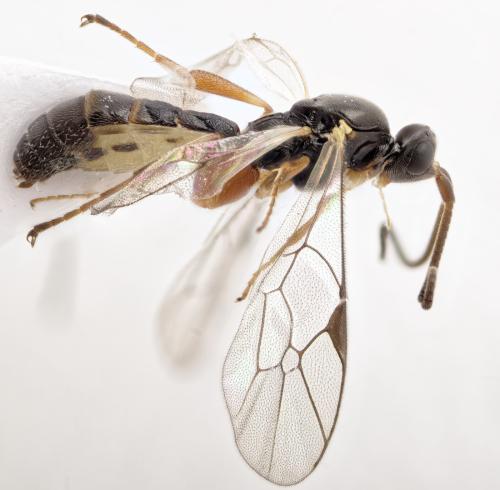 Orthocentrus sp.
